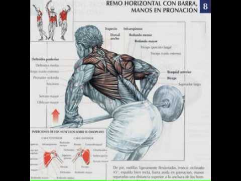 Ejercicios musculacion - Tienda Online Deportes - YouTube