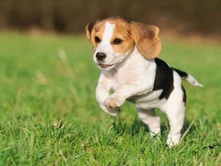 Cómo ejercitar a un beagle ? » BEAGLEPEDIA