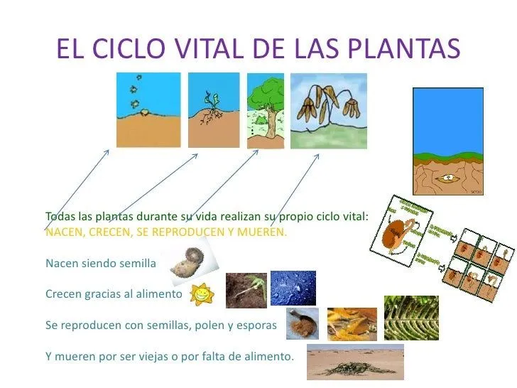 el-reino-de-las-plantas-paula- ...