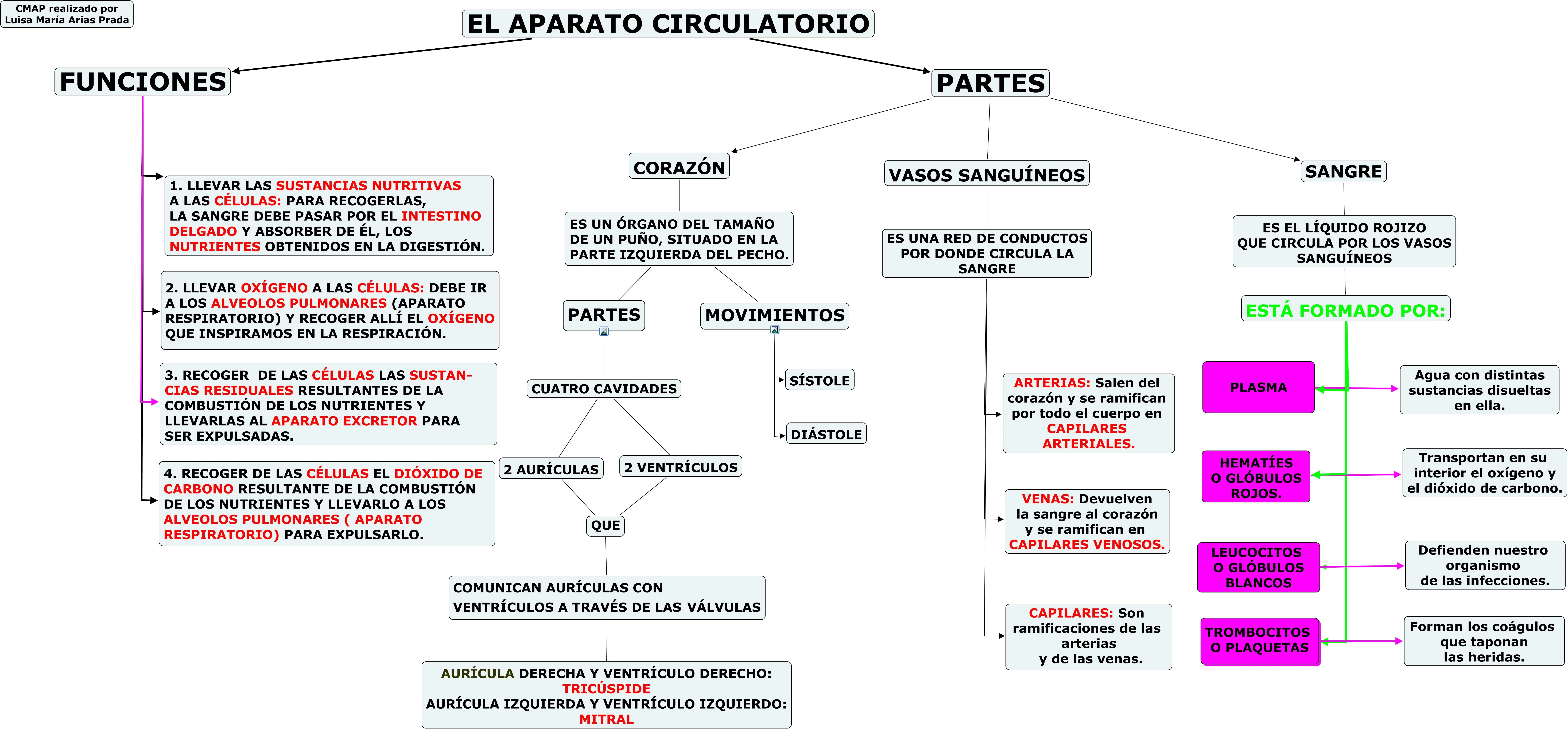 el-sistema-circulatorio.jpg