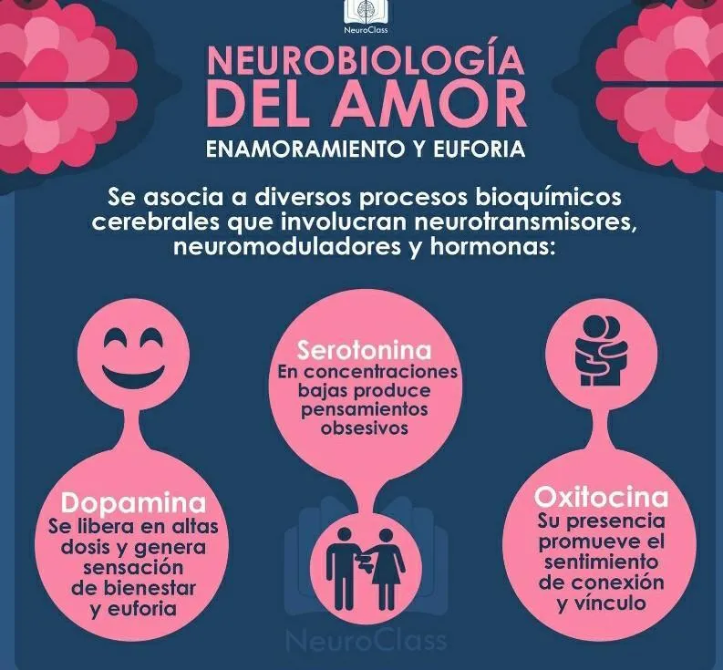 Elabora una Infografía sobre el proceso del enamoramiento . - Brainly.lat