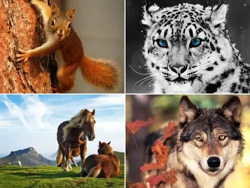 ElAndamiaje-Informa-Tico: 40 Fondos (Wallpapers) de Animales Salvajes