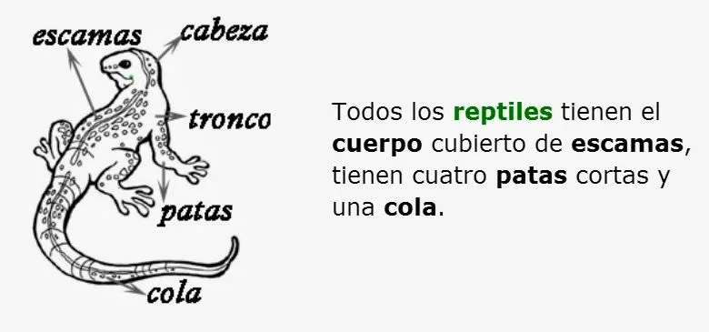 elblogdemarimar: Los reptiles