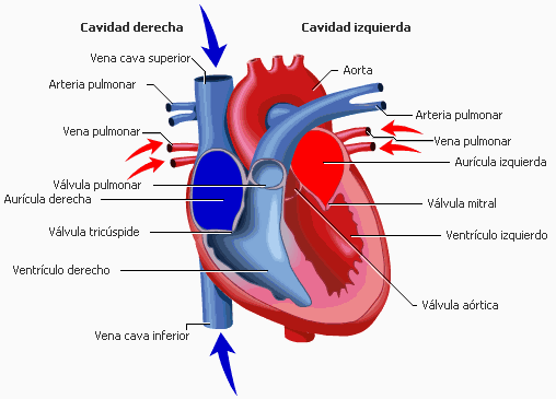 Electrocardiograma (página ) - Monografias.