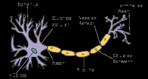 Electroquímica de procesos biológicos (I): el potencial de acción ...