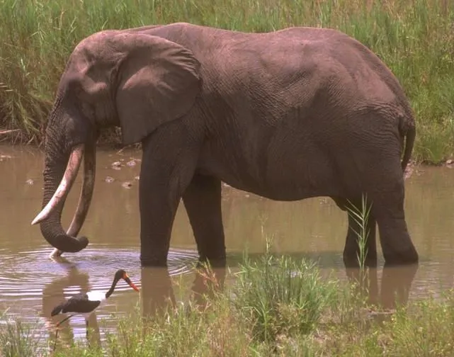 El Elefante Africano | EnciclopediA Animal