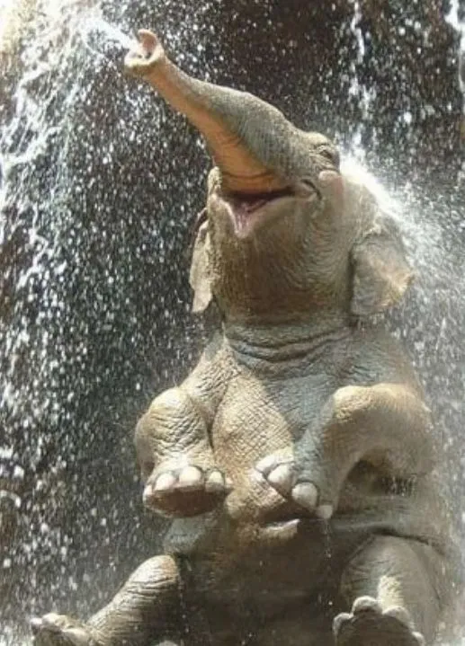 Elefante bañándose. | Animales | Pinterest