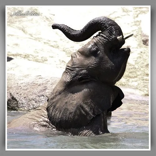 Elefante Bañandose | Flickr - Photo Sharing!