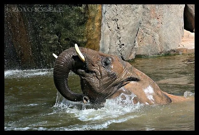 elefante-bañandose | Flickr - Photo Sharing!