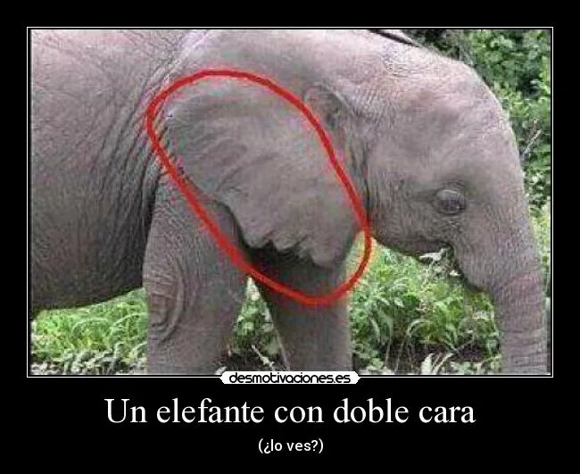 Un elefante con doble cara | Desmotivaciones