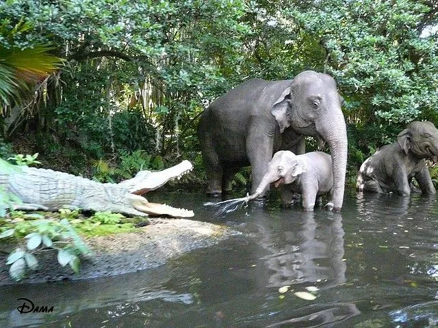 Elefantes Bebes , que estan ajenos a todos los peligros de la Selva ...