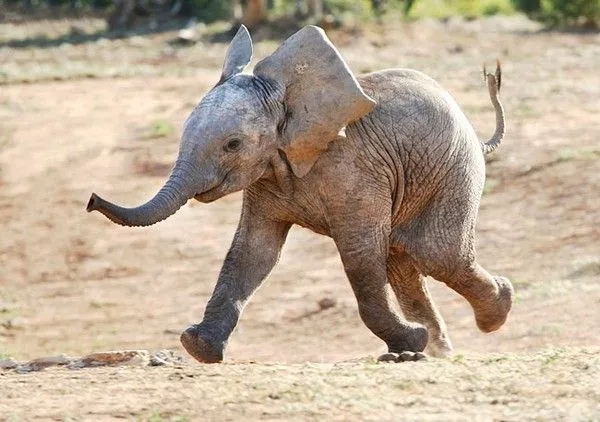 Los elefantes corren o caminan? | FISIOLOGÍA ANIMAL