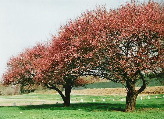 Cómo elegir un árbol - Jardineria