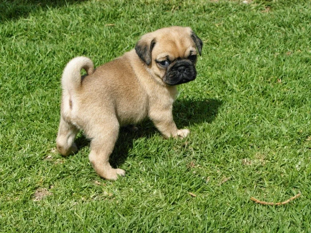 Como elegir un cachorro PUG | Criadero PUG Vaztor