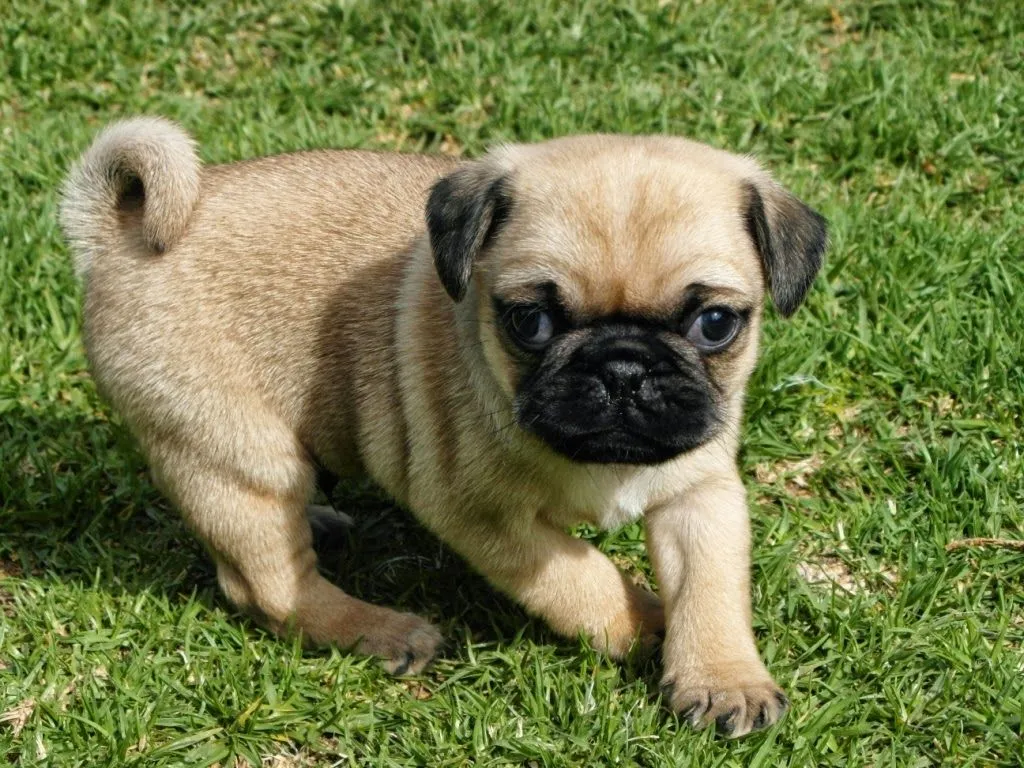 Como elegir un cachorro PUG | Criadero PUG Vaztor