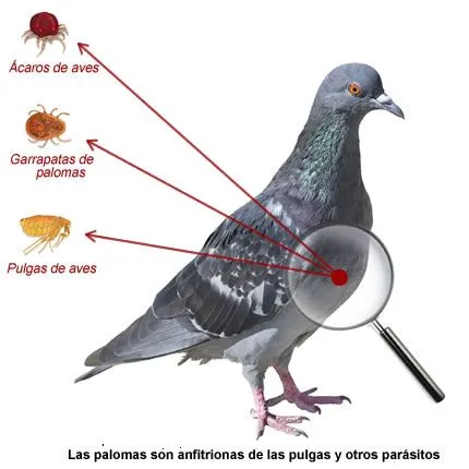 Eliminar Palomas, Control Palomas | Fumigadora Continente