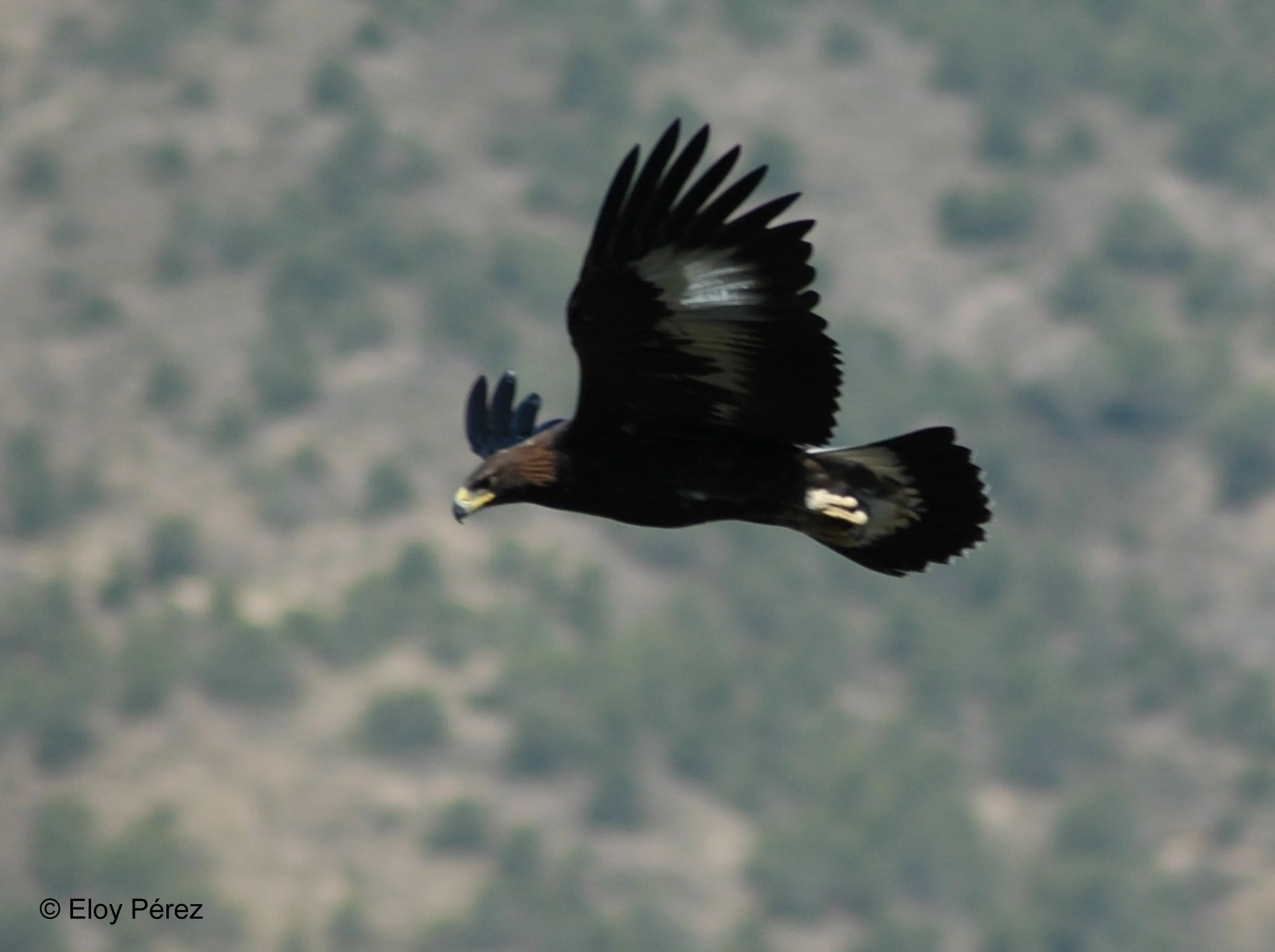 ELOY PEREZ | birdingmurcia