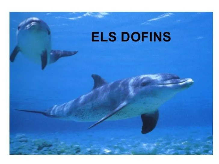 Els Dofins