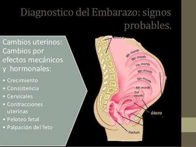 embarazo-normal-seminario-ix- ...