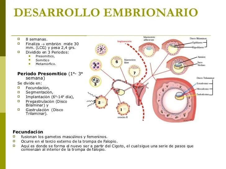 Embriogenesis