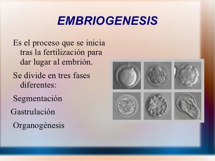 Embriogenesis humana 2