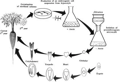 EMBRIOGÉNESIS SOMÁTICA EN PLANTAS | cienciacebas's Blog