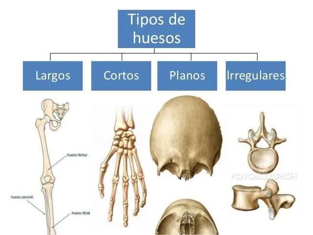 Embriologia de hueso y cartilago