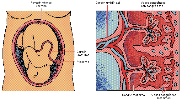 Embriología (página 2) - Monografias.com