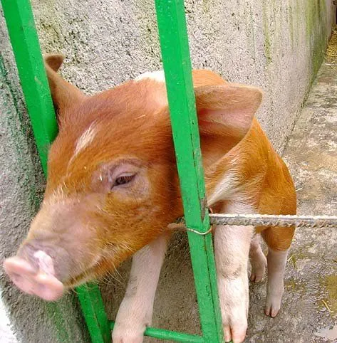 EMELKIN: MÁS SOBRE LA GRANJA DEL TÍO PEPE