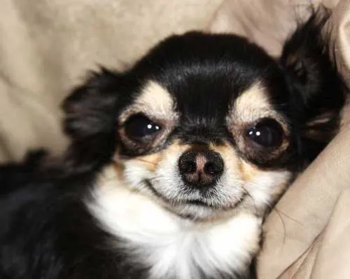 Empire of the Chihuahua: Fun With Your Little Dog