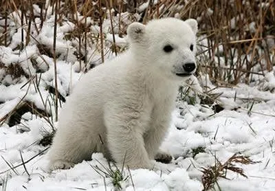  los osos polares son criaturas animales tan hermosos tan tiernos ...