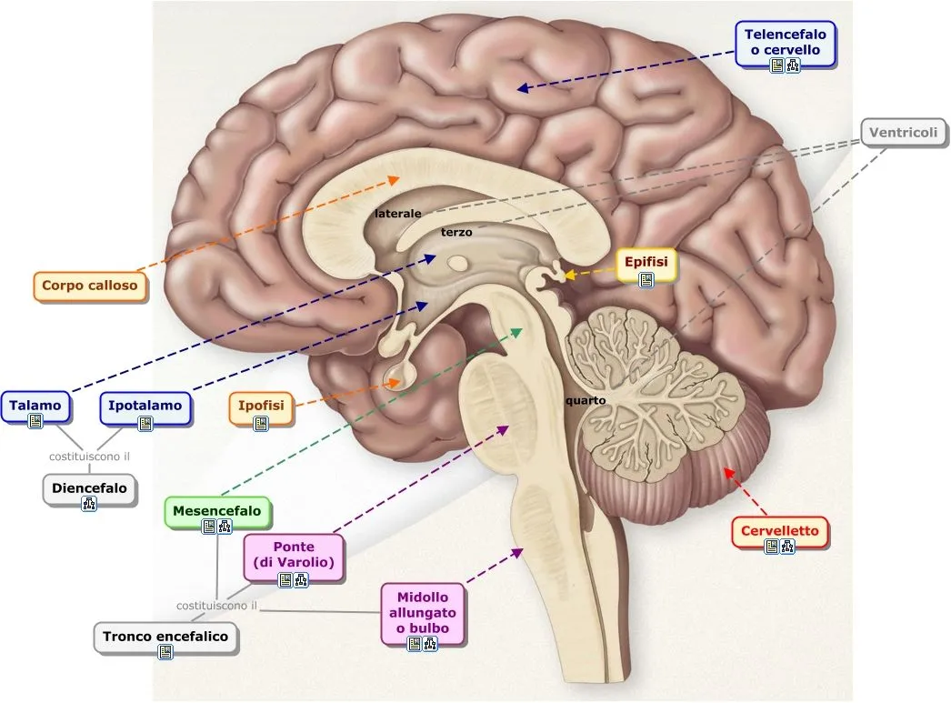 Encéfalo, cerebro, corteza cerebral | ESOBLOG Siglo XXI