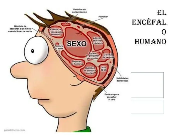 El encéfalo humano