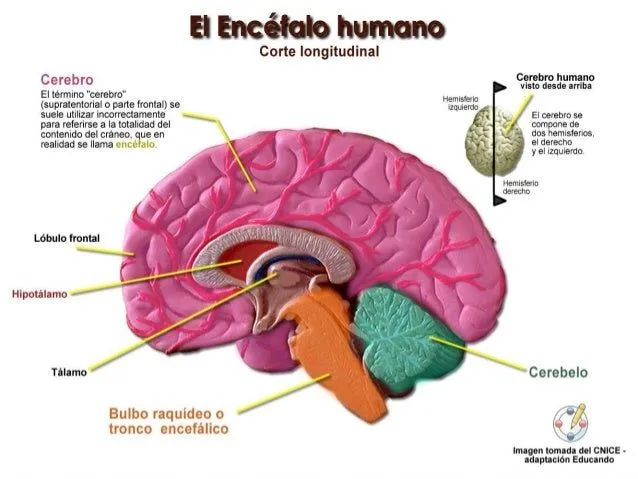 El encefalo, sus partes y funciones