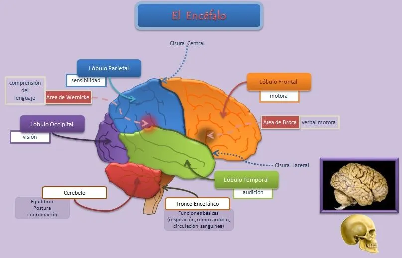 El Encéfalo, vista lateral | Esquemas, diagramas, gráficos y mapas ...
