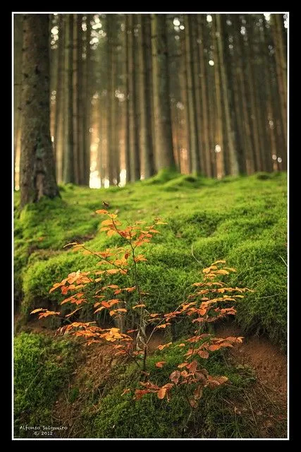 Enchanted forest / El bosque animado | Flickr - Photo Sharing!