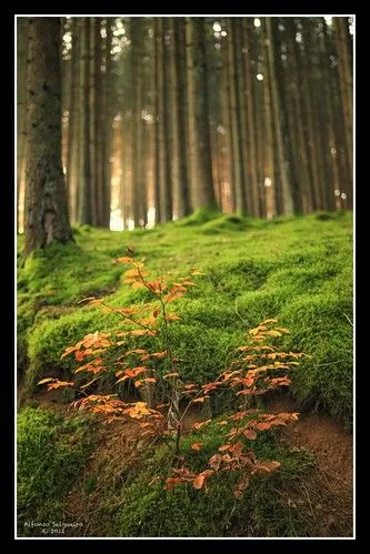 Enchanted forest / El bosque animado - a photo on Flickriver