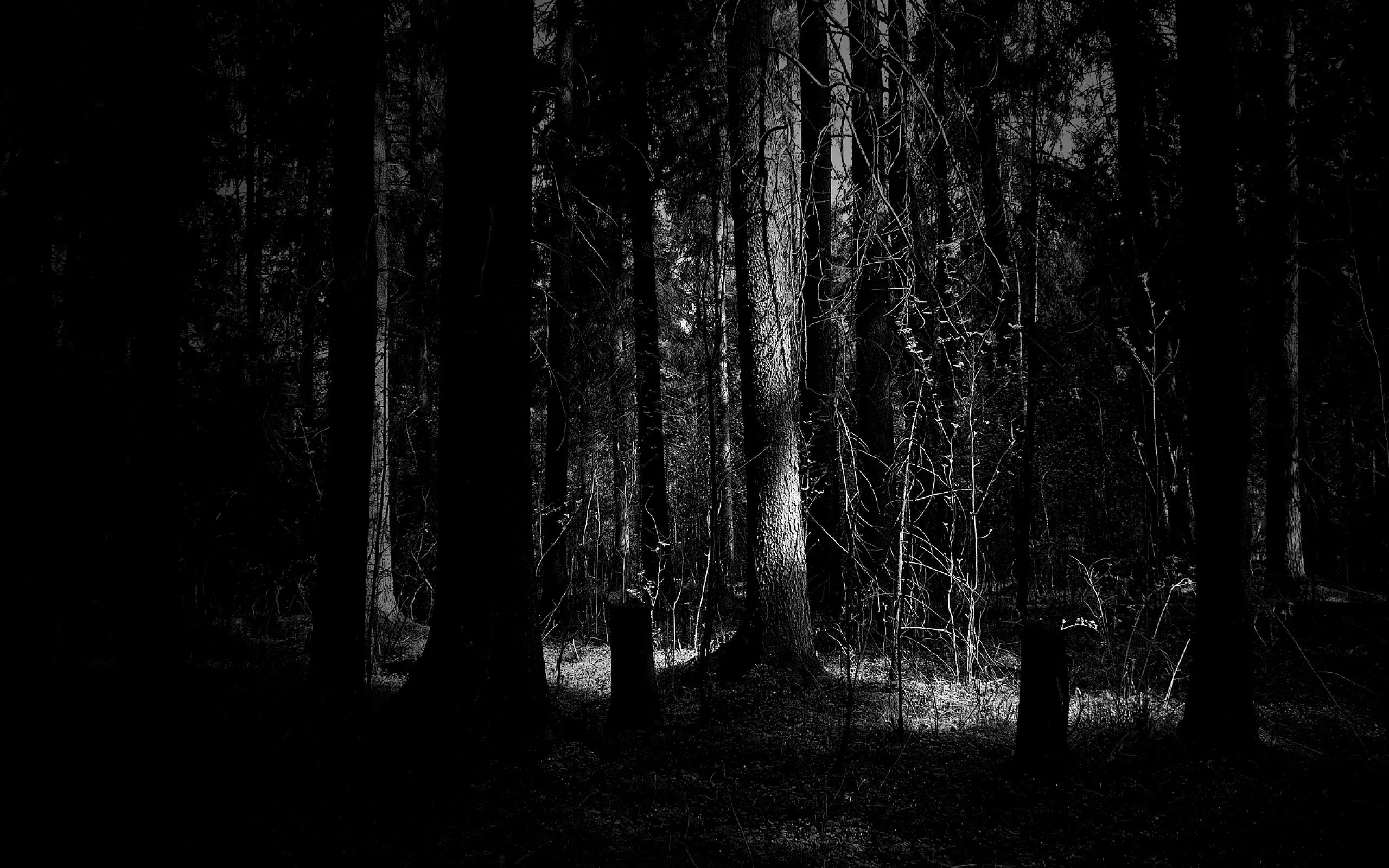 Enchanted paisaje blanco y negro durmiendo otro mundo ...