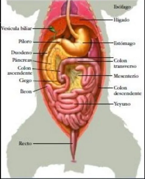 Enciclopedia de animales: Sistema digestivo del gato-on line