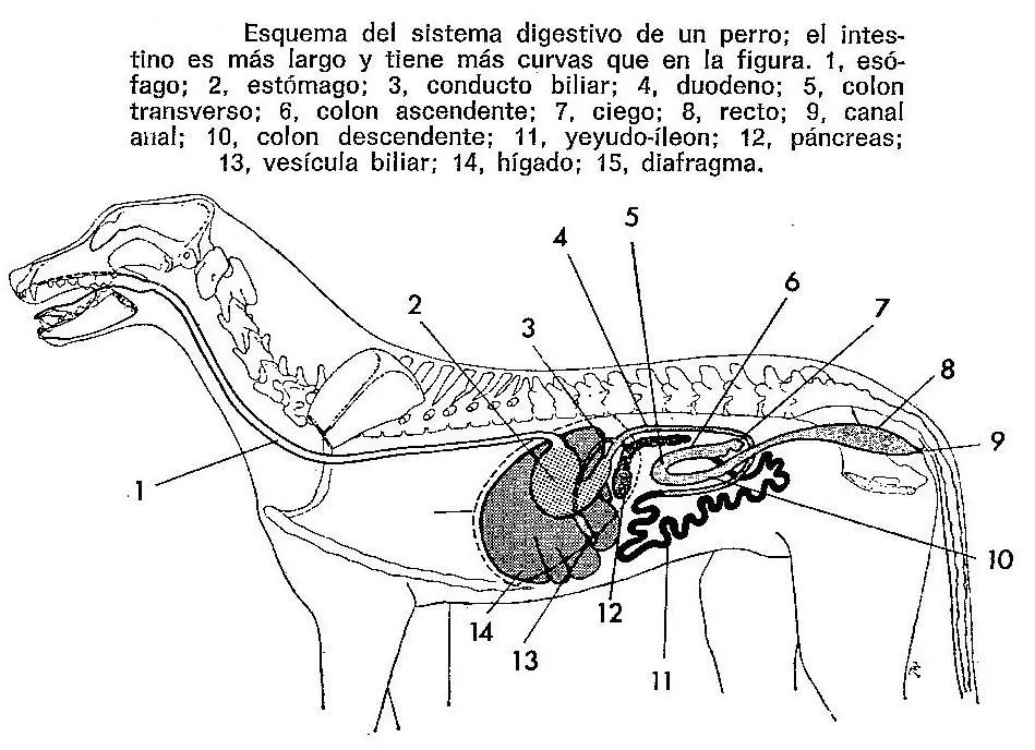 Enciclopedia de animales: Sistema digestivo de los perros-on line