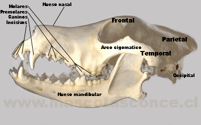 Enciclopedia de animales: Sistema óseo. Anatomía del perro.-on line