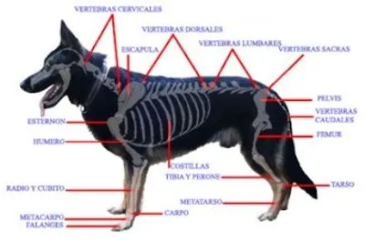 Enciclopedia de animales: Sistema óseo. Anatomía del perro.-on line