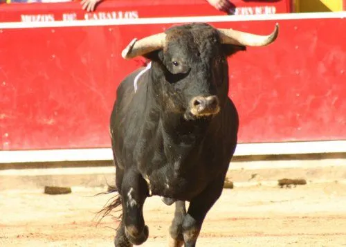 Imagenes de torros - Imagui