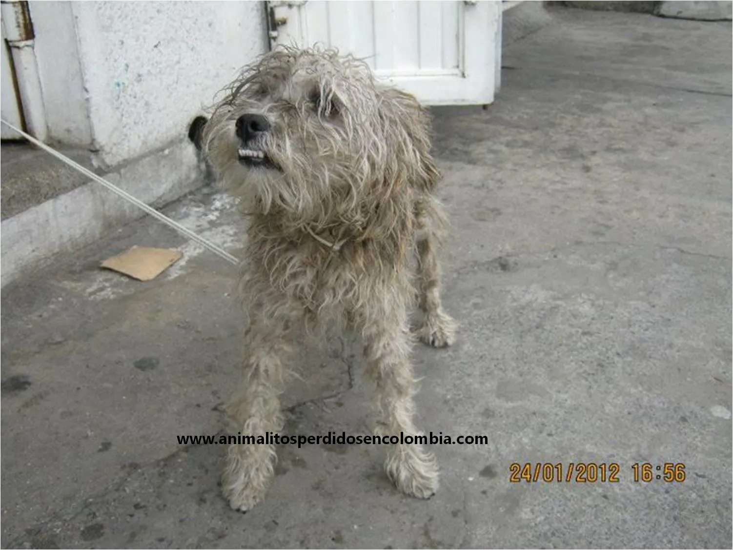 ENCONTRADA BOGOTA- CRUCE POODLE MALTES CR 8 CLL 12 CENTRO ...