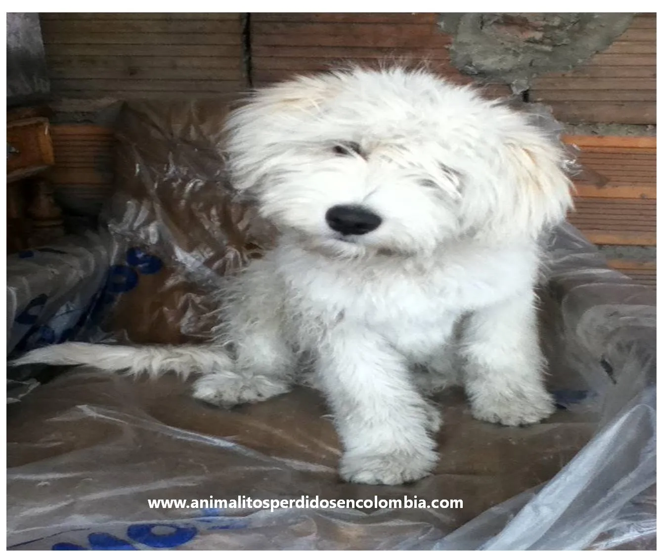 ENCONTRADO BOGOTÁ-PERRO CACHORRO CRUCE POODLE MALTES BLANCO SAN ...