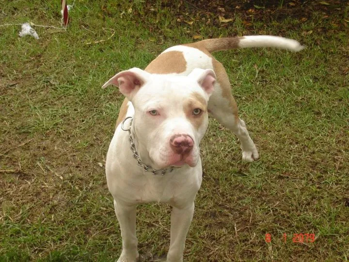 ENCONTRADO BOGOTA- PITBULL BLANCO MANCHAS CAFES SUBA PINAR ...