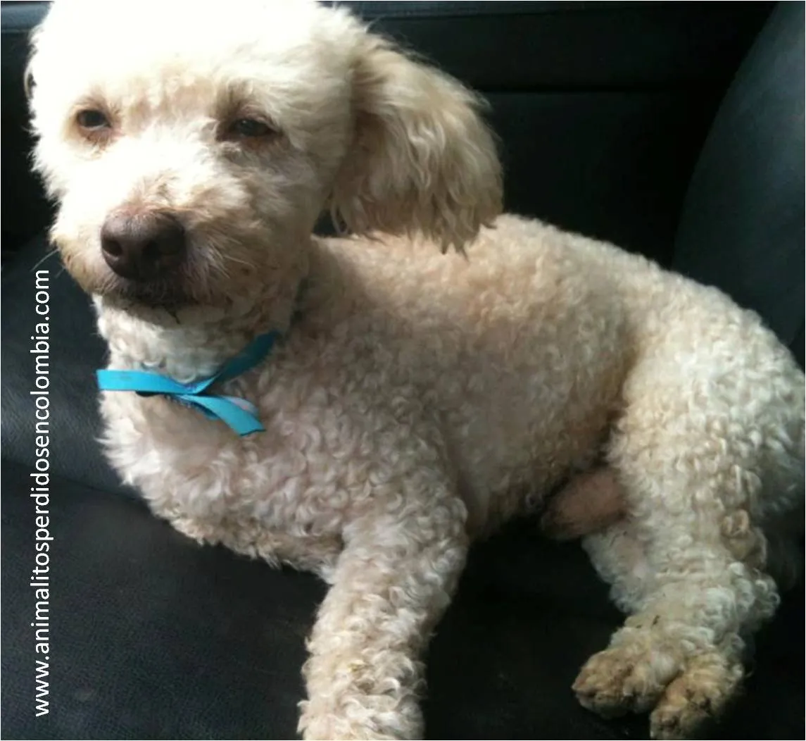 ENCONTRADO CALI - PERRO FRENCH POODLE BLANCO VIA CALI JAMUNDI ...