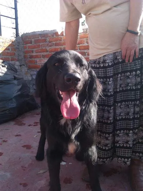 Encontrado – Cruza de labrador/ cocker (metro Obrera, México D.F ...