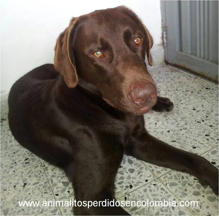 ENCONTRADO MEDELLIN - PERRO LABRADOR CHOCOLATE BARRIO EL POBLADO ...