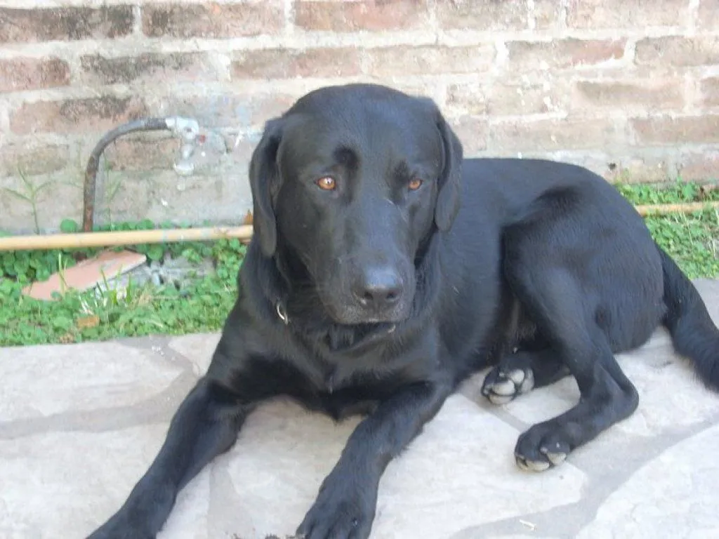 ENCONTRAMOS LABRADOR NEGRO, ENCONTRAMOS LABRADOR NEGRO | Cuidar de ...